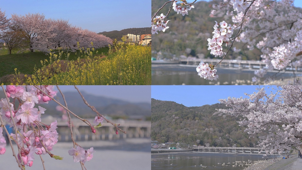 Cherry Blossoms around Arashiyama, Kyoto in Spring 2019