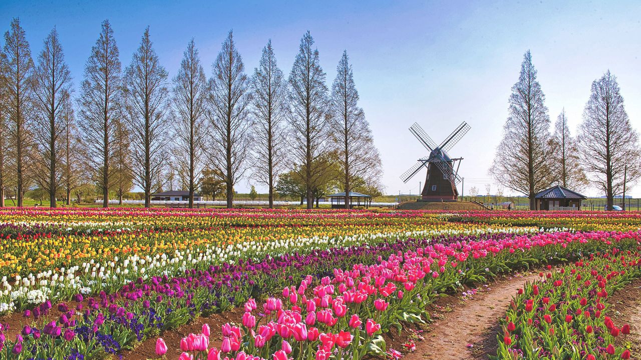 https://www.anything-everything-japan.happy-clovers.com/wp-content/uploads/2020/09/TulipWindmill2MV1280.jpg